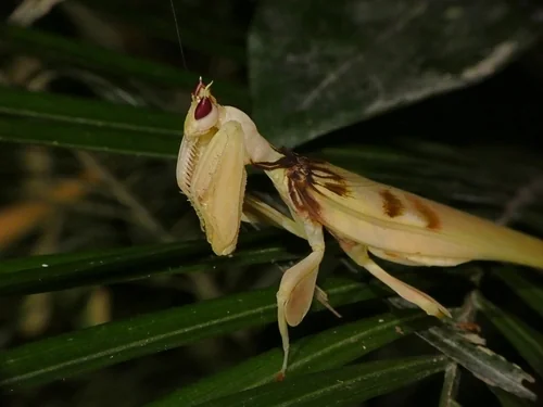 Macro photography of Orchid Mantis (Hymenopus coronatus), featuring Raptorial legs, Camouflage, Triangular head characteristics, native to 云南、广西、广东, China.